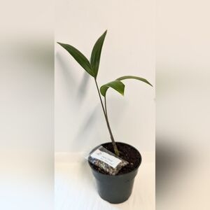 A  small organic foxtail palm tree grown from seed in a four inch pot.